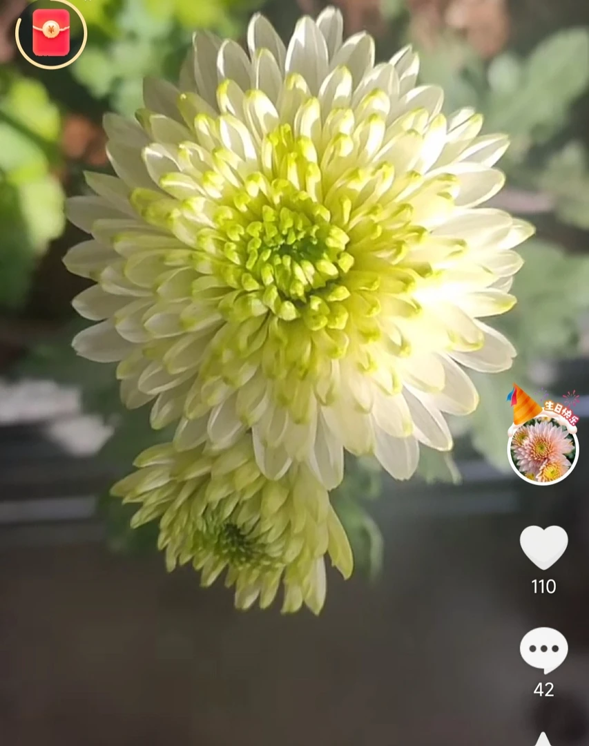 小菊 清茶 盆栽 四季易活 阳台庭院室内（花苗期）