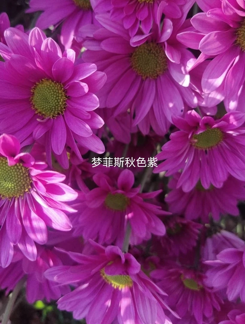 切花菊  梦菲斯秋色紫色 盆栽150规格  （花苗期）