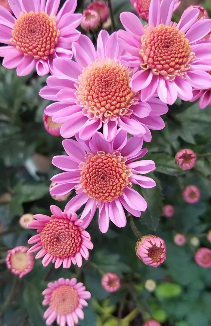 小菊   粉莺 盆栽  四季易活 阳台庭院 室内（花苗期）