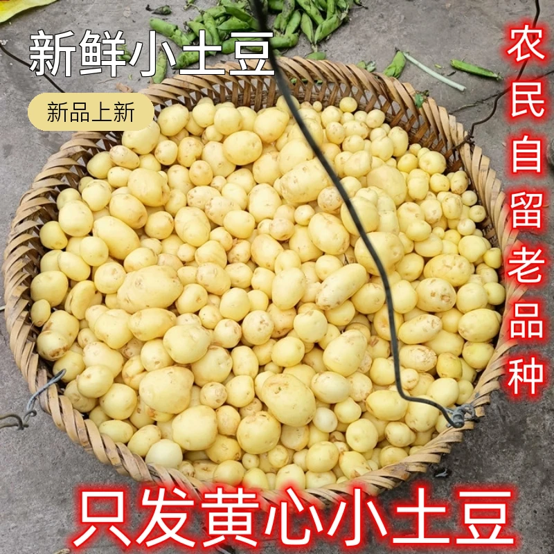 新鲜小土豆重庆四川黄心洋芋马铃薯迷你土豆2025土豆时令蔬菜
