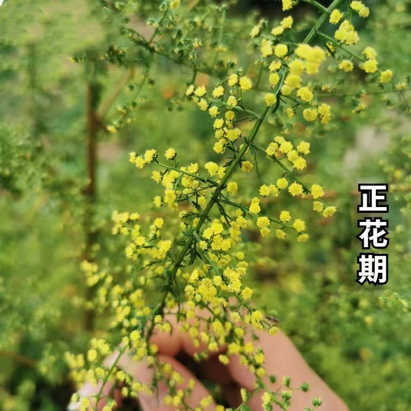 野生黄蒿种子苦蒿草中药材野生细叶蒿黄花蒿香蒿臭蒿一年生草种籽