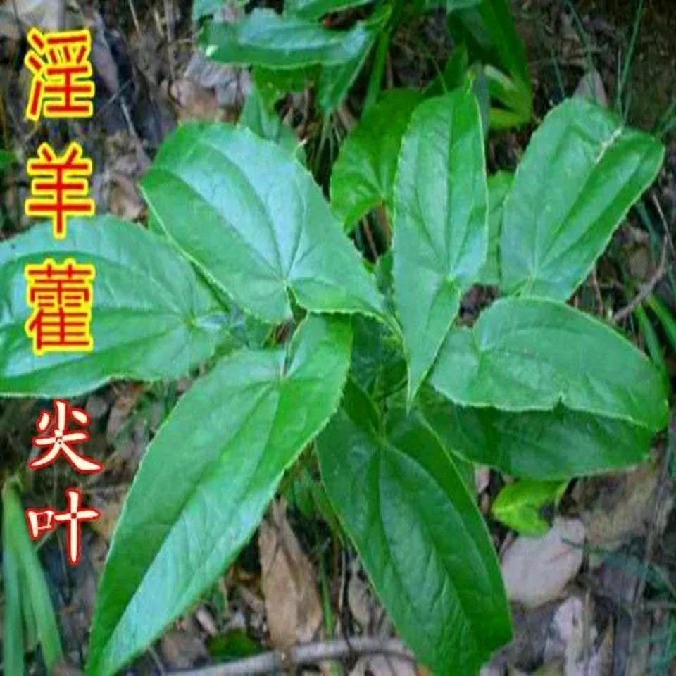 淫羊藿种子 淫羊藿种籽淫羊藿盆栽苗淫羊藿种植材 三枝九叶草