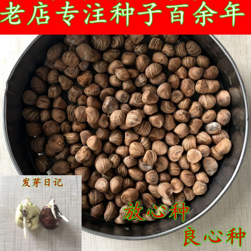 发财树种子绿植办公室客厅阳台花卉植物花苗籽小盆栽