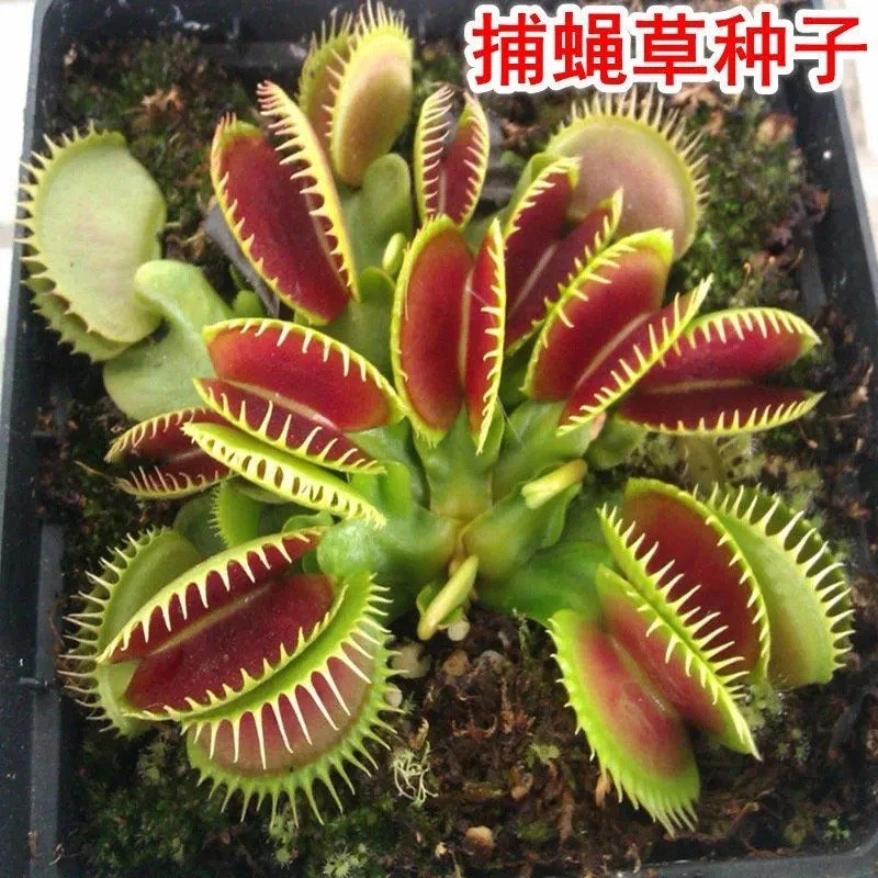 捕蝇草食人花猪笼草盆栽食虫植物食蝇草室内阳台四季易种