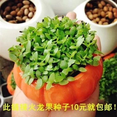 火龙果种子 1000粒 发芽快新手必种 发财树盆栽护盆草 植物铺面