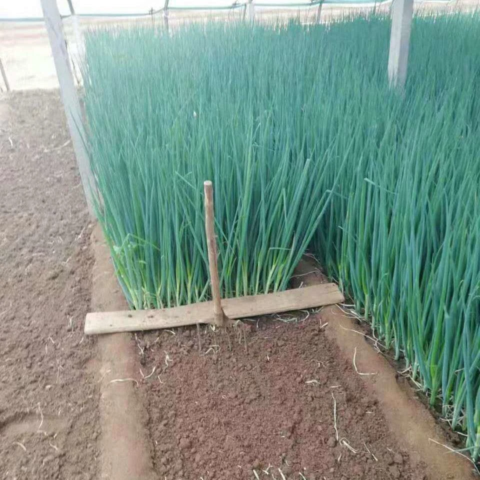 山东葱 四季分葱籽 小葱子 高产量 小香葱 分叉葱 适合密植种