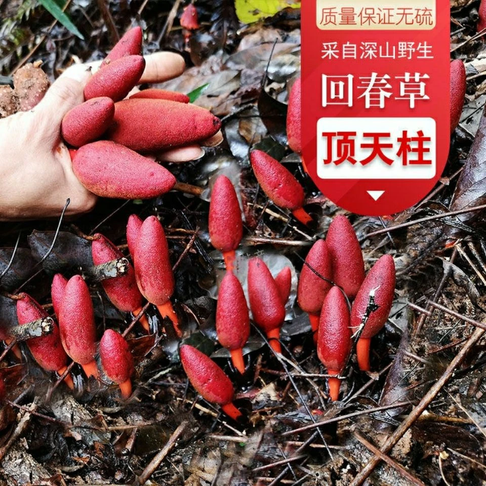 回春草种子 泡酒料顶天柱男性泡茶磨粉种子