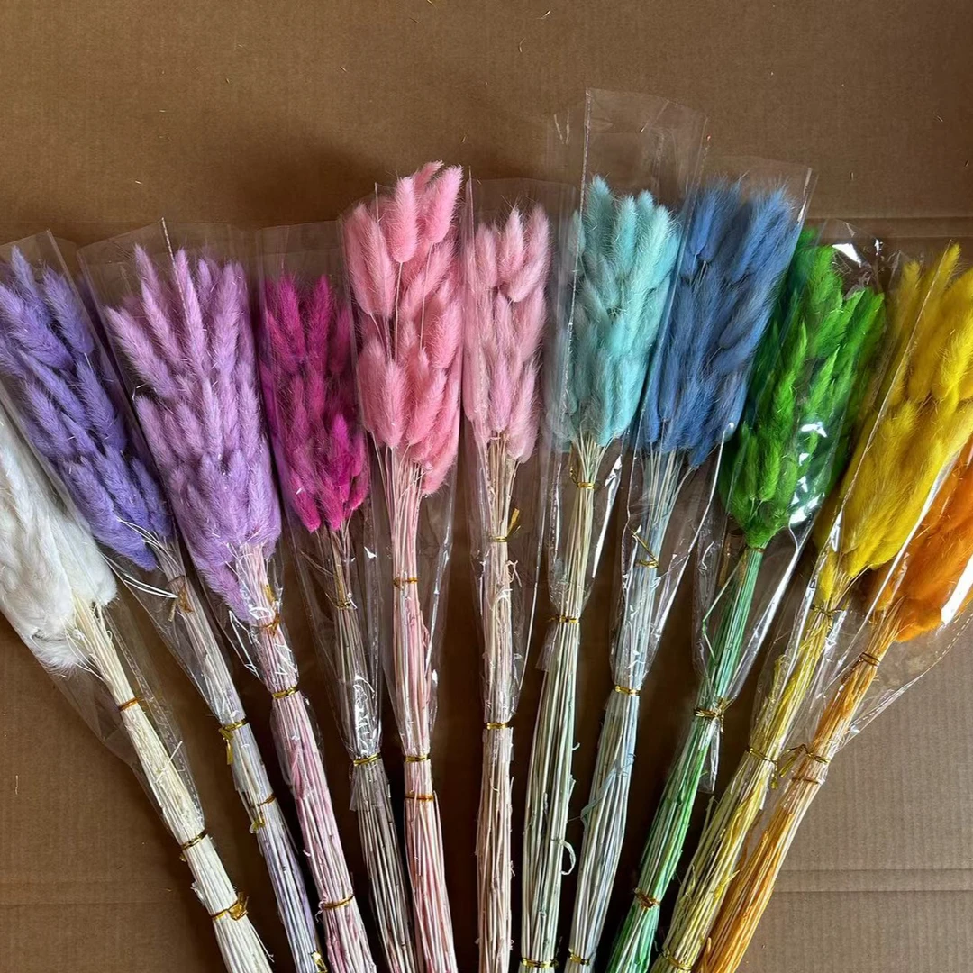 兔尾草1束20只左右DIY干花材料家居花工厂直发