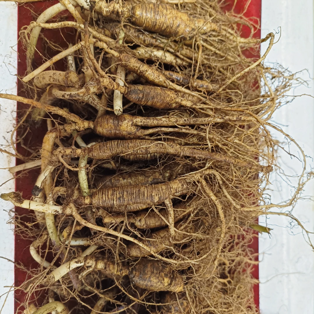 林下参籽货  残参吃人参  长白山人参158一斤