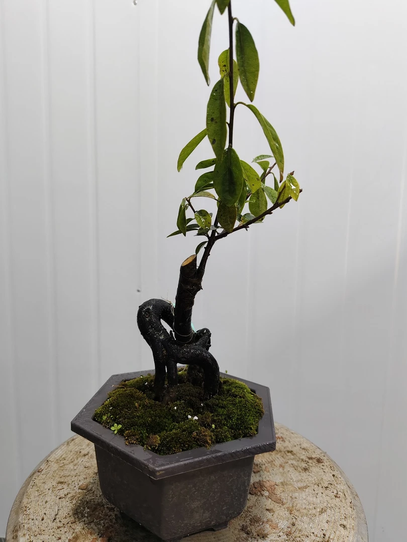 精品金弹子盆景直播间链接 一物一拍