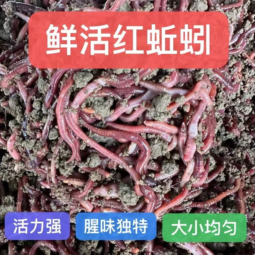 蚯蚓批发盒装散装蚯蚓鱼饵活饵钓鱼专用蚯蚓保质保量鲜活到家包邮