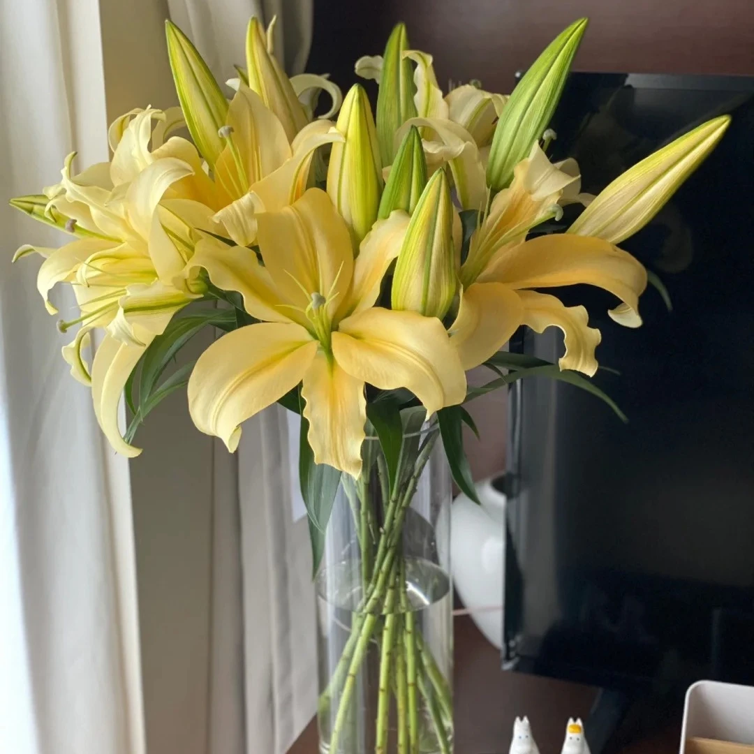 【云台百合】皇帝香水百合 10/15头 两单升级京东冷链/EMS空运