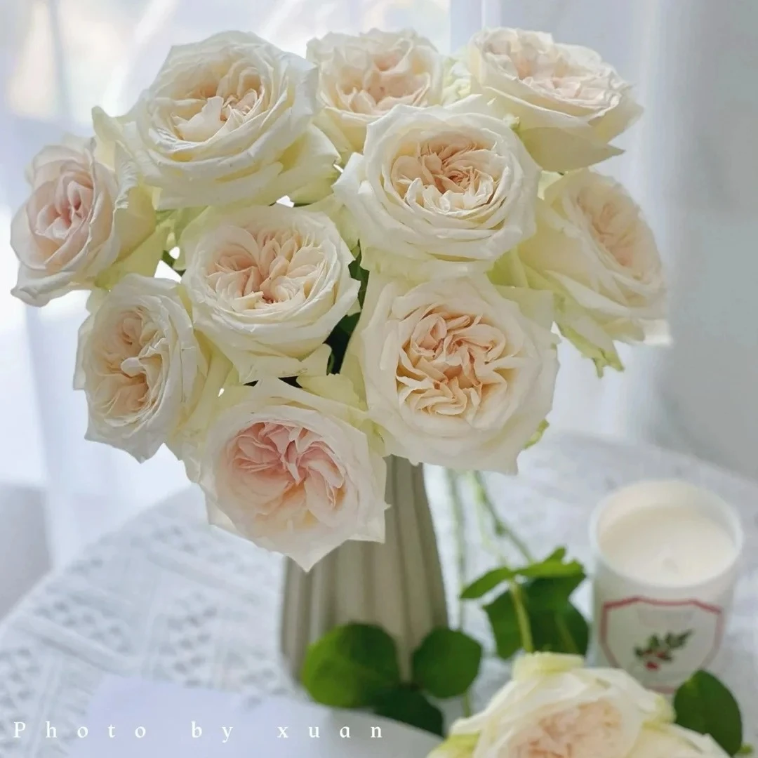 【云台花卉】白荔枝 10/20枝 两单升级京东冷链/EMS空运