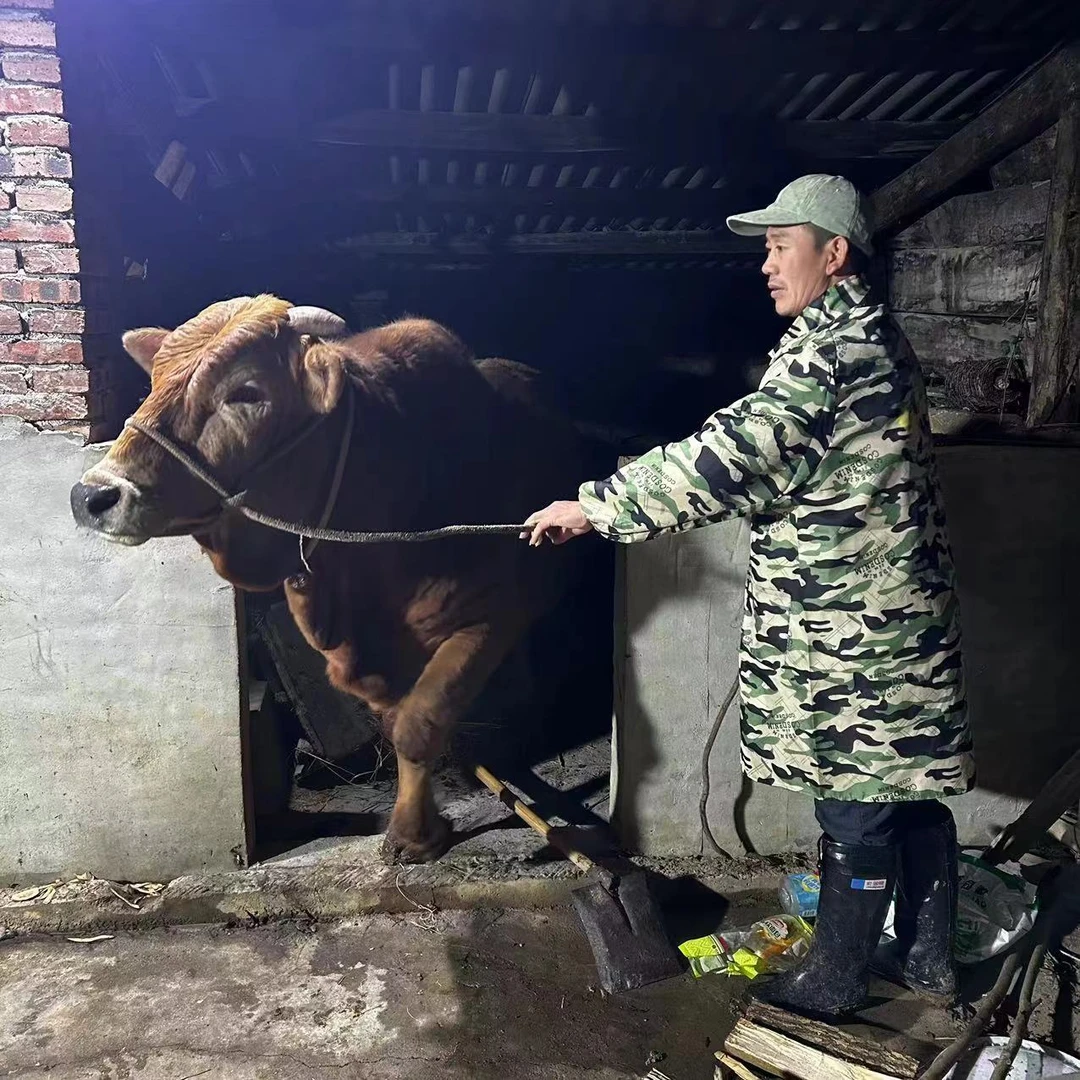 【健哥助农】现场称重 散养黄牛肉 家乡土货  健哥发货