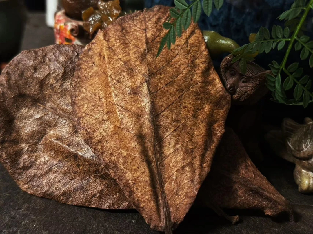 泰国斗鱼专用榄仁叶