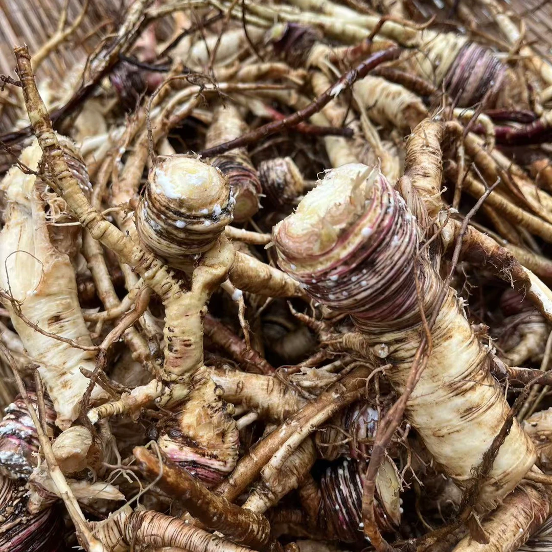 云南大山里现挖先发新鲜非萝卜(当归)