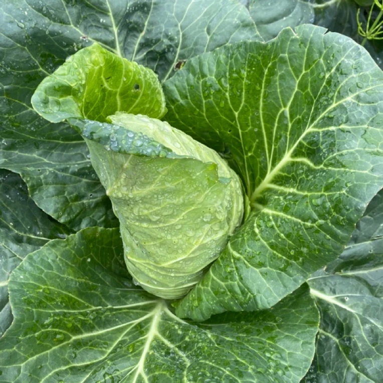 贵州高山牛心包菜脆嫩莲花白农家种植生鲜蔬菜手撕卷心甘蓝白菜