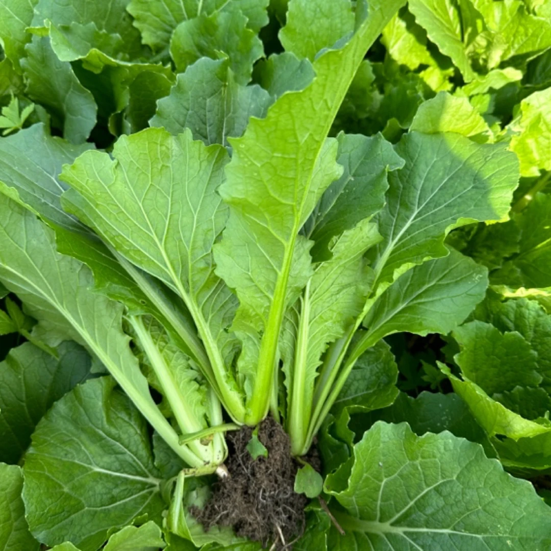 贵州高山露天农家肥种植青口白新鲜生鲜蔬菜现摘现发