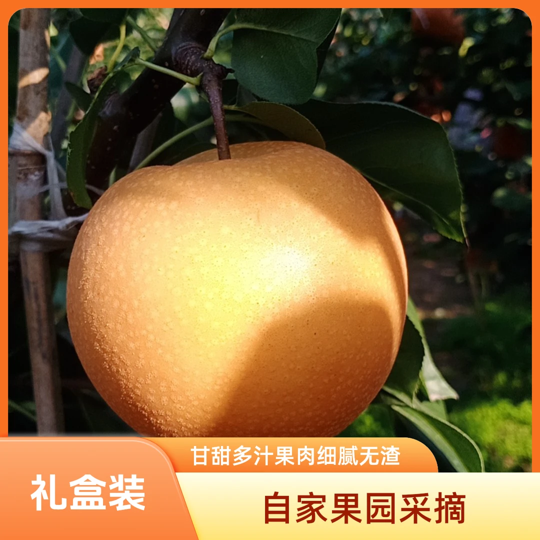 正宗沂蒙山秋月梨新鲜采摘果园直发人工精选甘甜多汁果肉细腻无渣