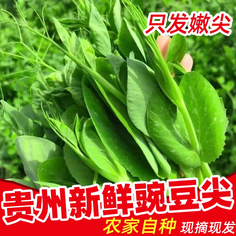 贵州农家自种新鲜豌豆尖豌豆苗豌豆颠时令蔬菜火锅菜1斤2斤3斤4斤