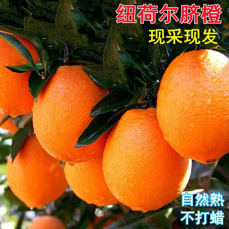 正宗纽荷尔新鲜甜橙子香甜爆汁当季孕妇水果非江西赣南脐橙冰糖橙