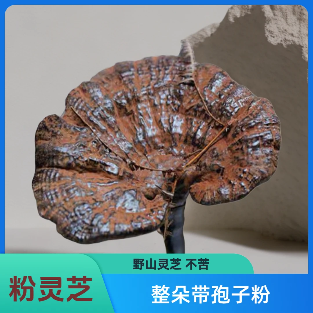 粉灵芝黑赤芝紫灵芝带脚不苦整朵带孢子粉特大新货大朵山货泡茶