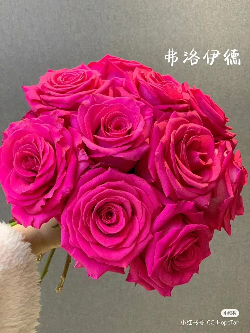 弗洛伊德玫瑰+洛神玫瑰【不凑单，中通冷链发货】