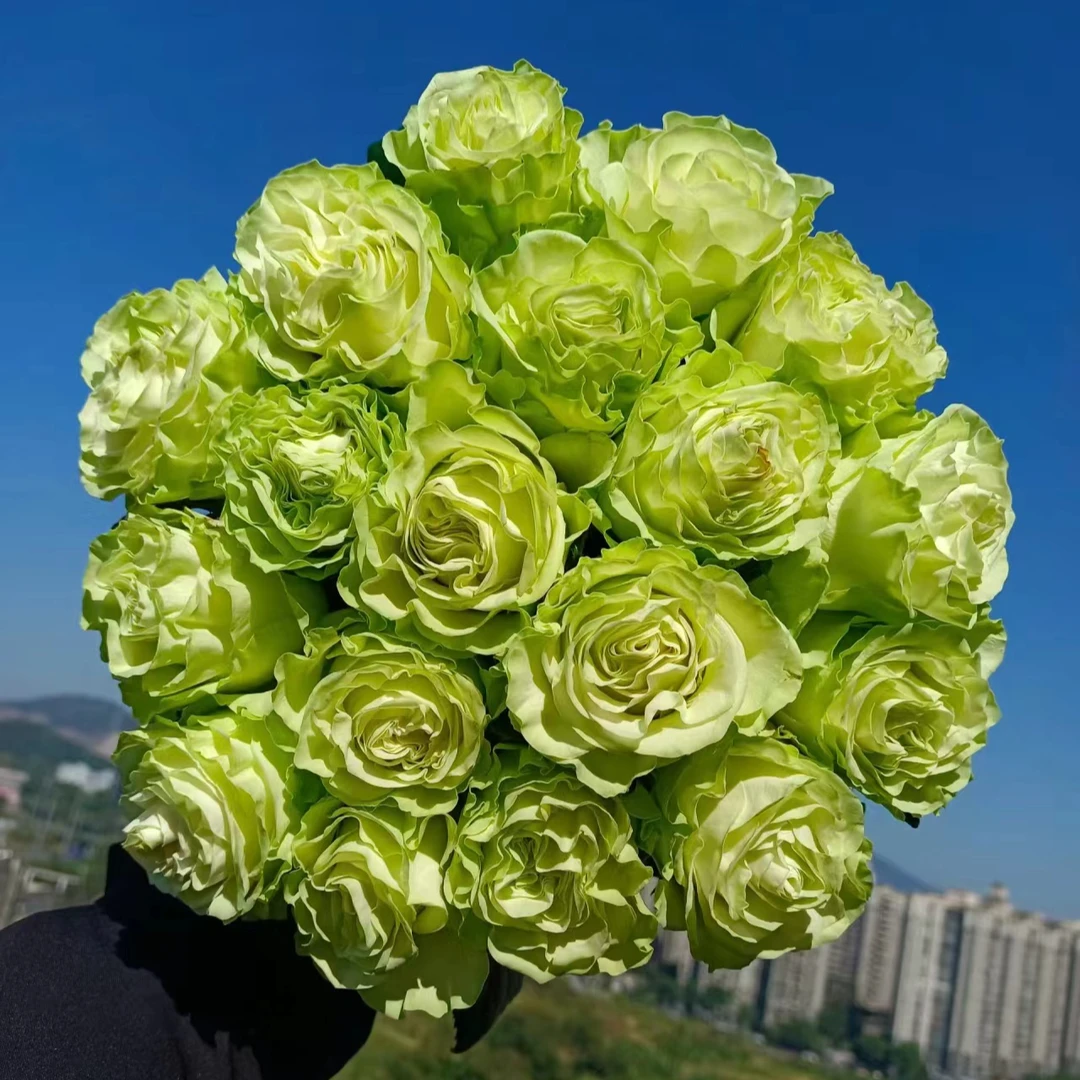 小乔玫瑰    同一地址任意两单顺丰冷链包邮   云南鲜花直发