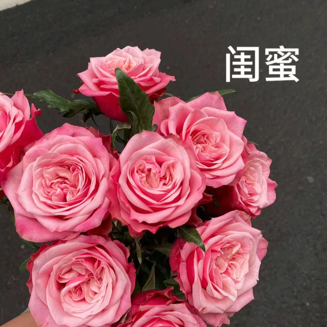 闺蜜玫瑰   同一地址任意两单顺丰冷链包邮   云南鲜花直发