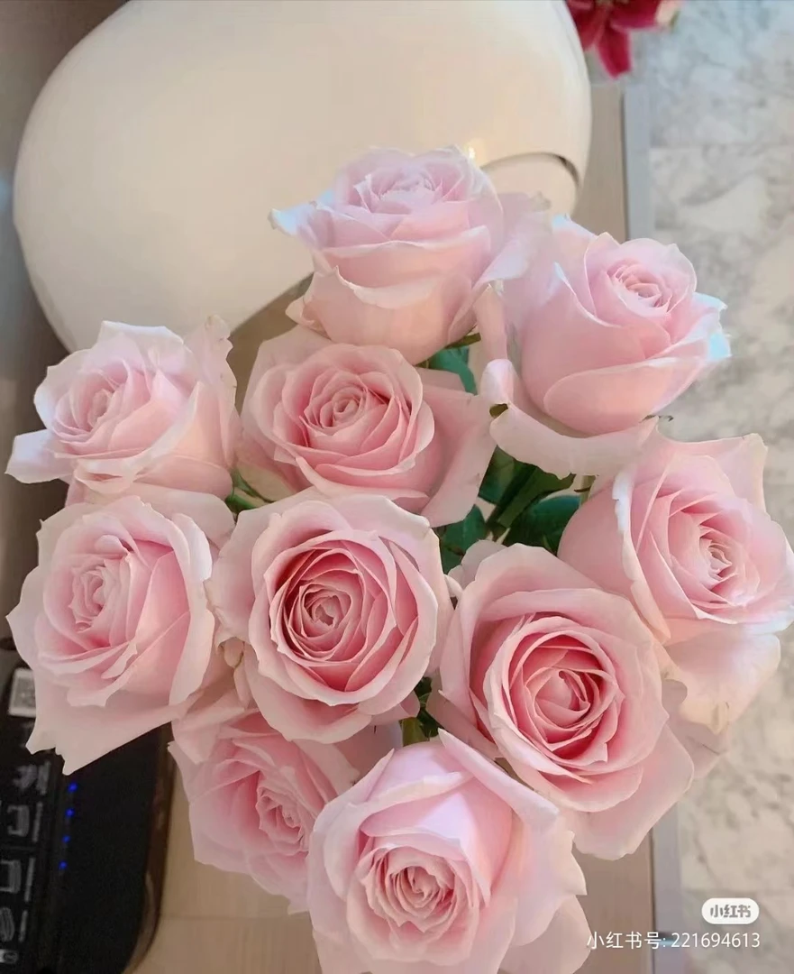 粉红雪山玫瑰     同一地址任意两单顺丰冷链包邮  云南鲜花直发