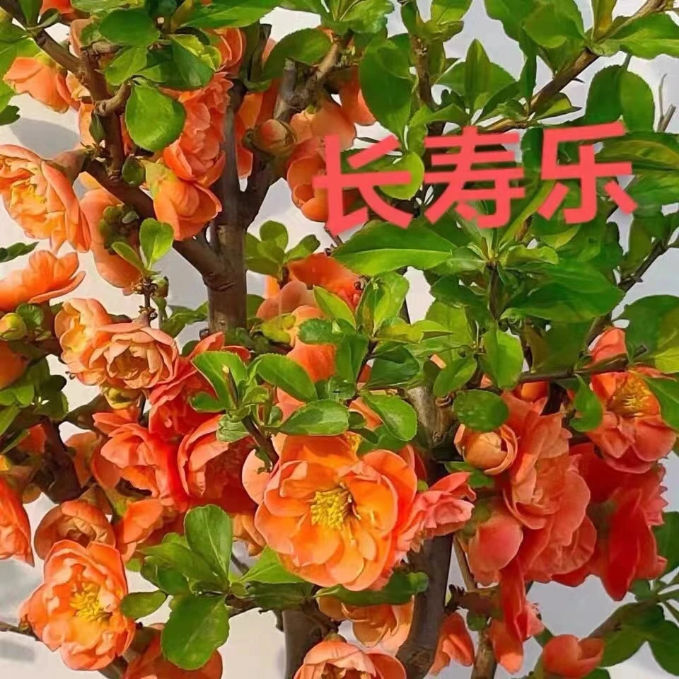 长寿乐海棠 栽植物室内好养植物老桩花卉树苗盆栽海棠盆景