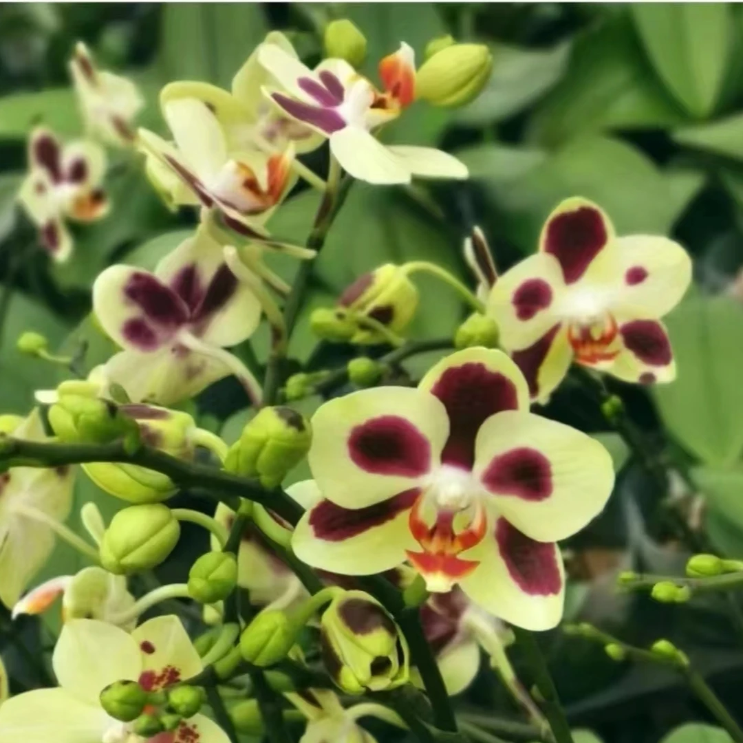 小浣熊蝴蝶兰花箭苗