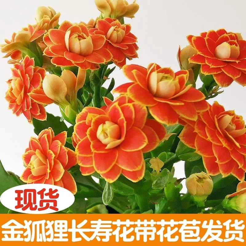 长寿花金狐狸长寿年宵花卉盆栽植物四季非常好养开花室内带花苞