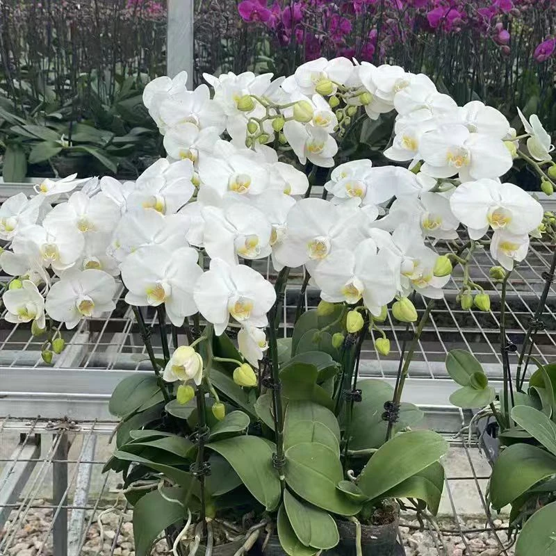 阿玛蝴蝶兰花剑苗