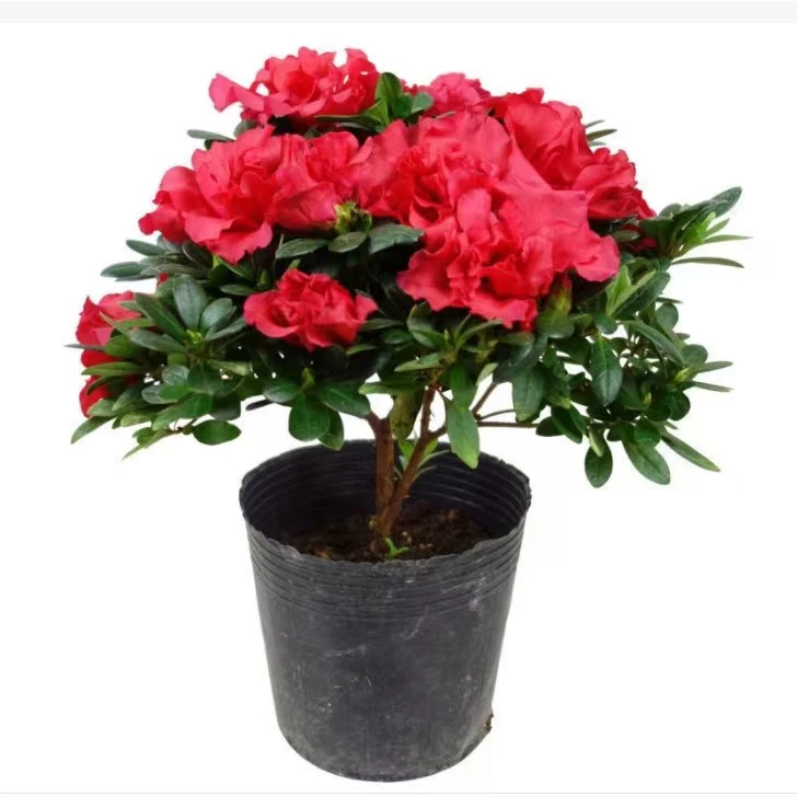 杜鹃花苗盆栽带花苞四季开花不断