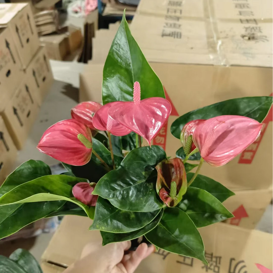 粉掌植物室内绿植花卉园艺桌面小盆栽观花好养植物