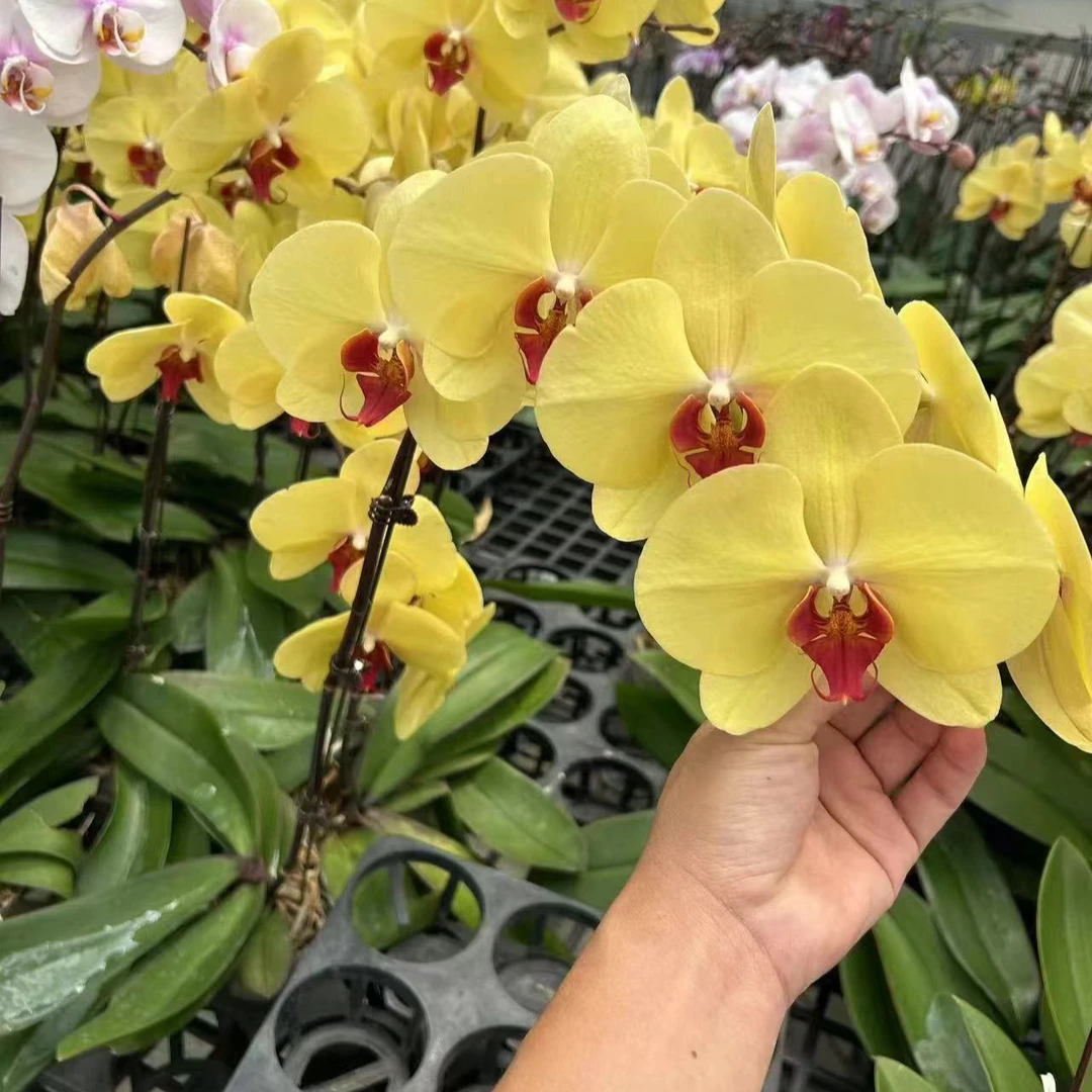 蝴蝶兰花苗盆栽带花剑兰花大苗客厅室内植物花卉