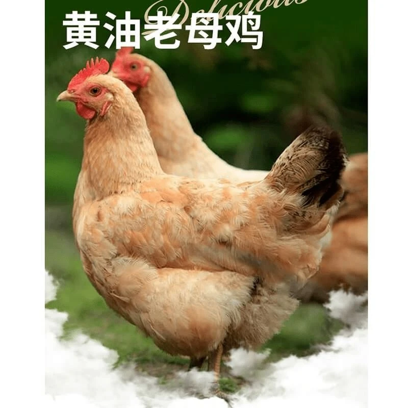 [发三只]农家散养老母鸡新鲜宰杀 三只净重6斤--7斤 顺丰包邮