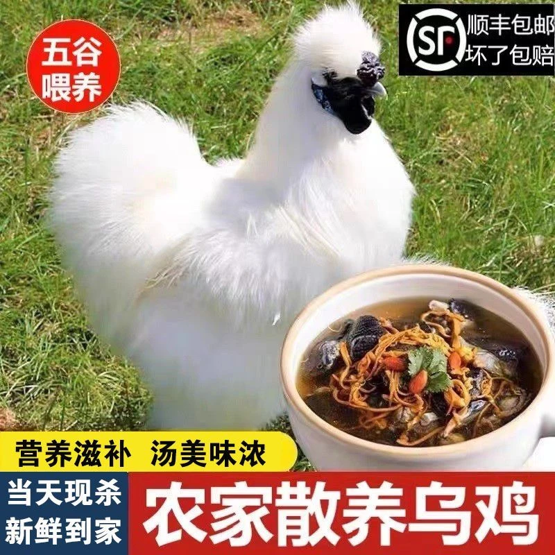发4只放养散养白凤土乌鸡新鲜宰杀毛重10斤净重6-6.5斤
