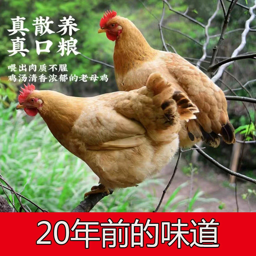 发三只正宗农村散养土老母鸡   单只毛重三斤多   净重二斤多