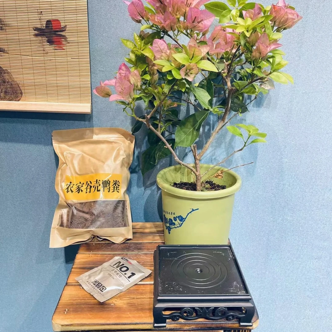 【发酵鸭粪】开花的三角梅专用的