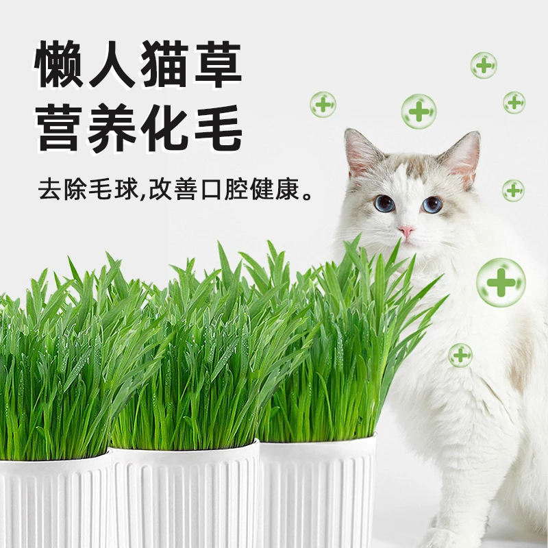星奇趣猫草无土盆栽化毛草种子非已种好懒人幼猫小麦有机猫咪食品