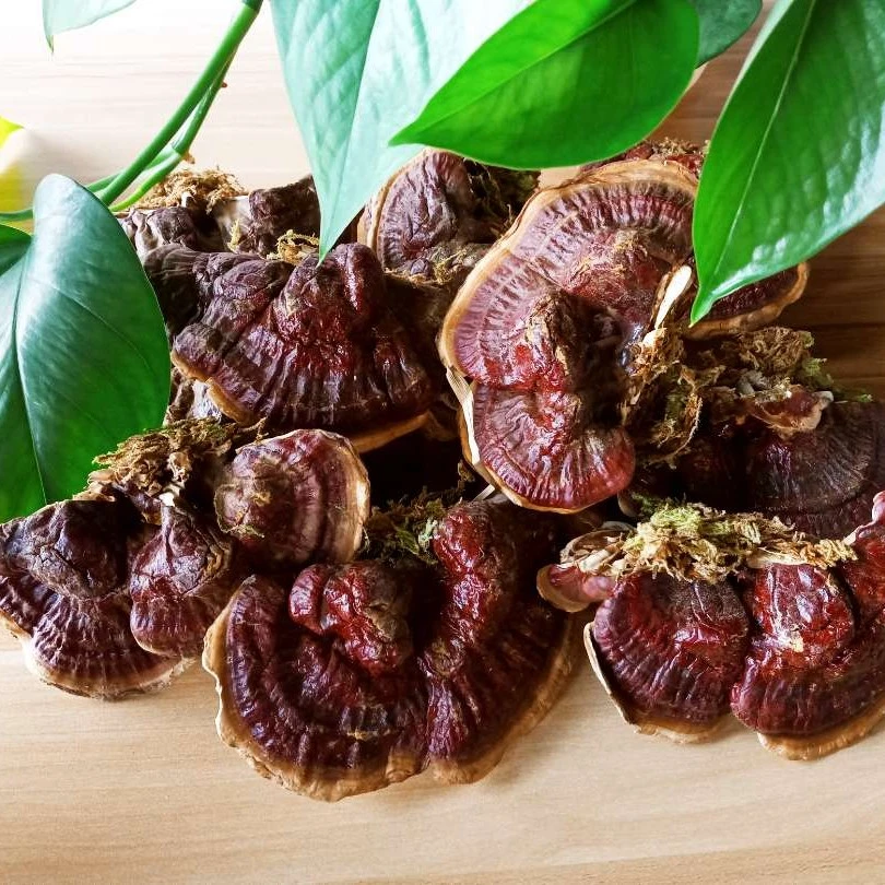 【金边】东北长白山林下产地精选金边散装煮水煲汤搭配