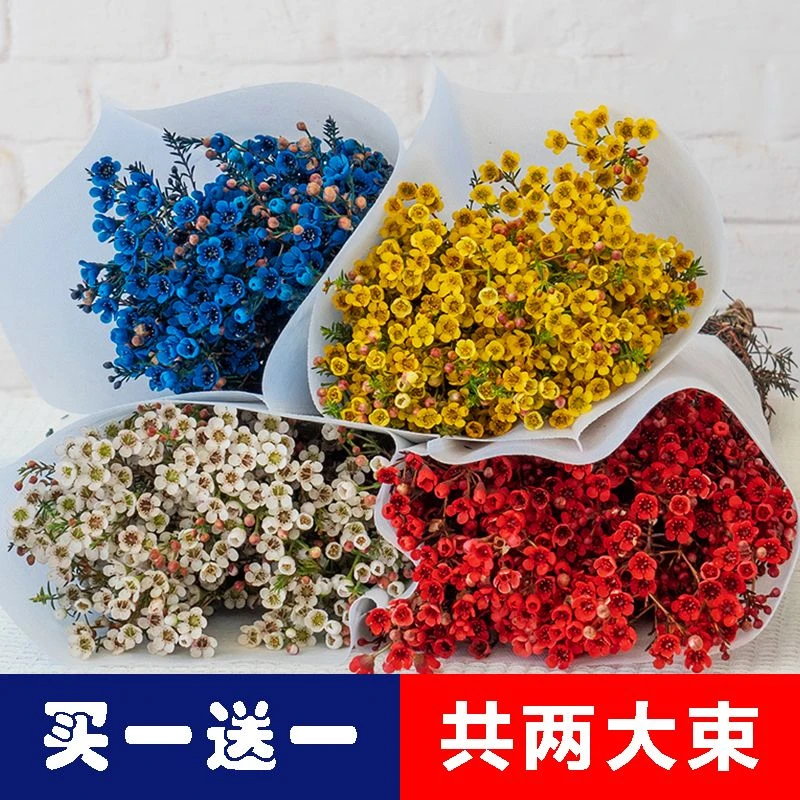 澳洲腊梅【买一束送一束】鲜花小清新室内水培花蓝色粉色红色年宵花