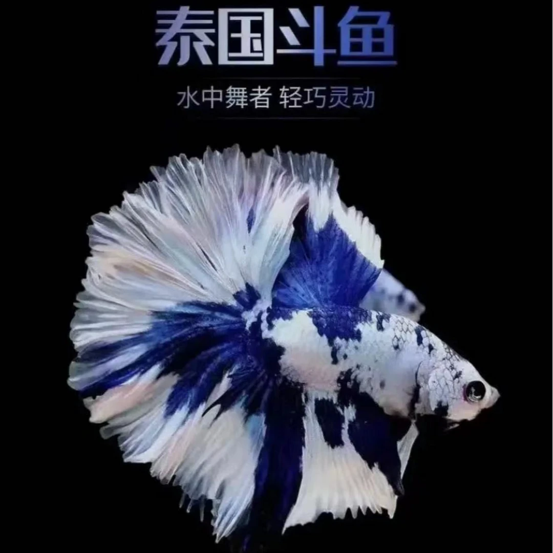 D16（361-384）泰国小型热带观赏鱼斗鱼（直播间选鱼）