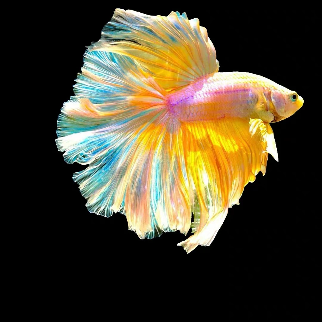 A13（289-312）泰国小型热带观赏鱼斗鱼（直播间选鱼）