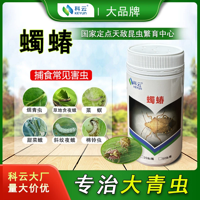 科云蠋蝽天敌昆虫生物防治棉铃虫斜纹夜蛾绿盲蝽草地贪夜蛾菜园用