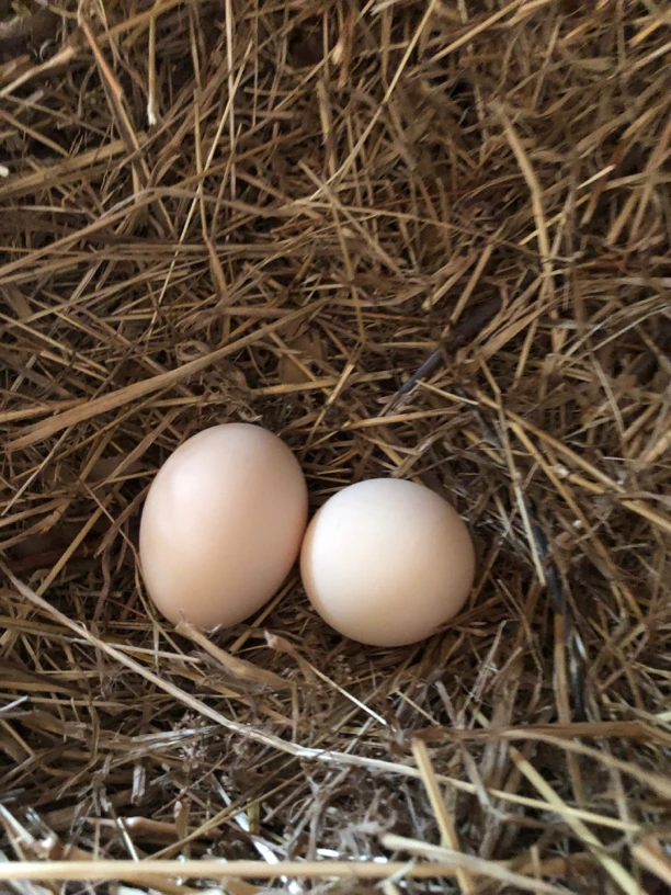 认养溜达鸡土鸡蛋一年装（12箱）三只母鸡