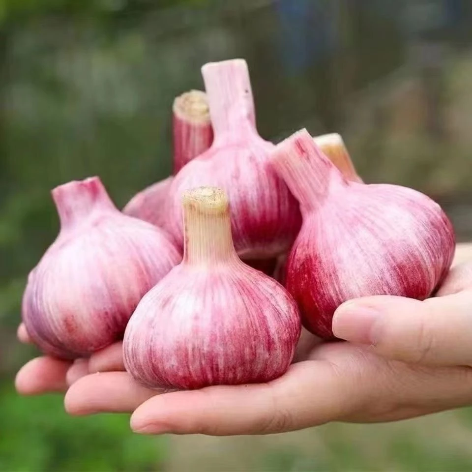 2025年新鲜大蒜紫皮大蒜头湿蒜青蒜头红皮四六瓣蒜腌制糖醋蒜3斤