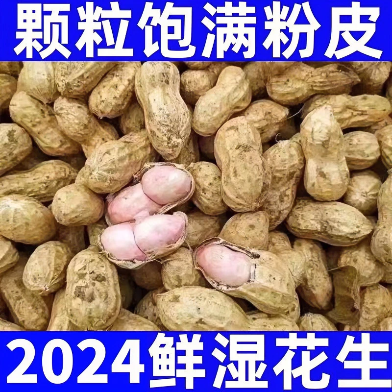 2024年现挖现发新鲜湿花生粉白皮带壳湿花生颗粒饱满坏果包赔农家